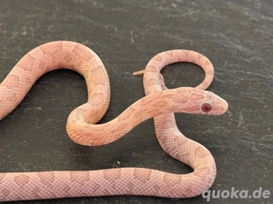 Kornnatter Nachzucht 1.0 Ultra Ultramel Dilute Lava Anery poss.het.Sunkissed Lavender (World First)