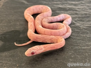 Kornnatter Nachzucht 0.1 Ultra Ultramel Dilute Lava Sunkissed Anery poss.het.Lavender (World First)