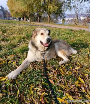Fistic, süßer Dreibeiner, möchte auch so gerne eine Familie. Wer gibt ihm eine Chance?