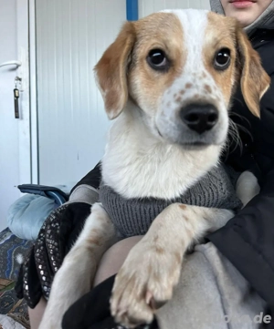 Niko auf der Suche nach seinem Glück    