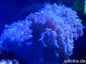 Euphyllia Paraancora lila Hammerkoralle