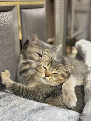 britisch kurzhaar katze zuverkaufen