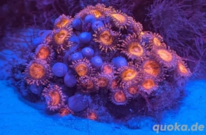 Tausche Zoanthus Ableger Korallen