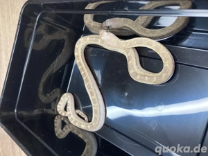 Bullennattern Pituophis catenifer sayi Nachzuchten 2025