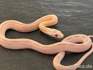 Kornnatter Nachzucht 0.1 Ultra Ultramel Dilute Moonstone Striped 