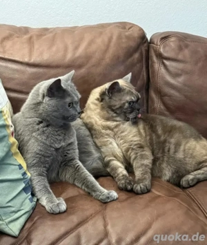 Sherlock & Tyson Dreamteam sucht neue Dosenöffner