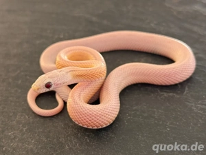 Kornnatter Nachzucht 0.1 Ultra Ultramel Dilute Moonstone Striped 