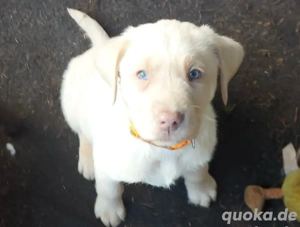 Niedliche Labradorwelpen       verfügbar. WhatsApp    015216458390