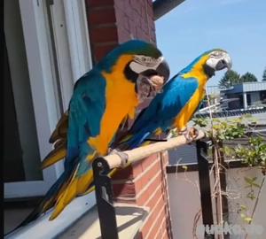 Gelbbrustara-Paar (Ara ararauna)