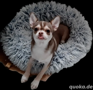 Kräftiger Chihuahua Huskyfarbend