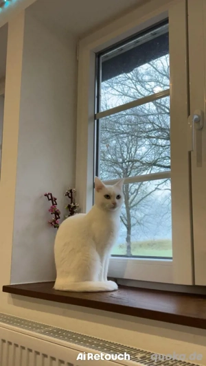  süße katze abzugeben