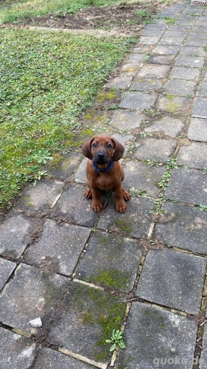 Rhodesian-Ridgeback-Welpe abzugeben