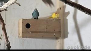 Ziegensttich,ziegen sittiche