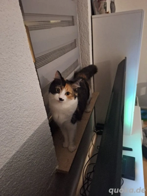 suche deckkater ab frühling  und katze steht nicht zu verkauf