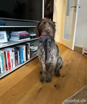 Phino Neue Familie gesucht