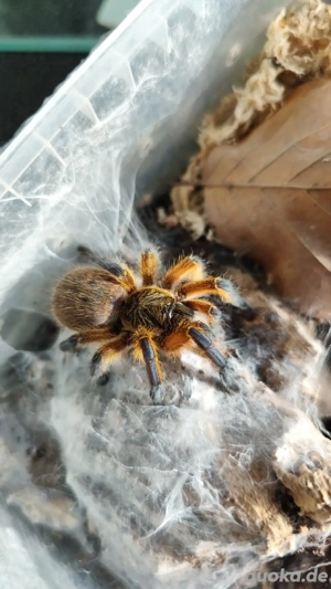Vogelspinnen verschiedene zur Abgabe Mannheim 