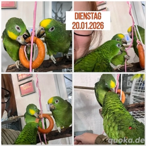 Junge Gelbstirn Amazonen   Papagei   Handzahm    2 Männliche   