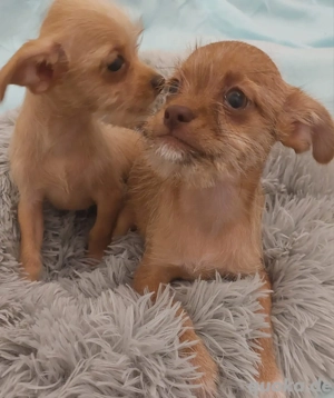 Mischlings Rasselbande möchte ausziehen 