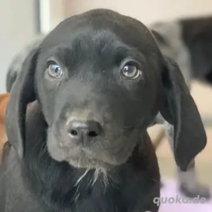  Morus, geb. ca. 11 2025, lebt in GRIECHENLAND, auf einer privaten Pflegestelle