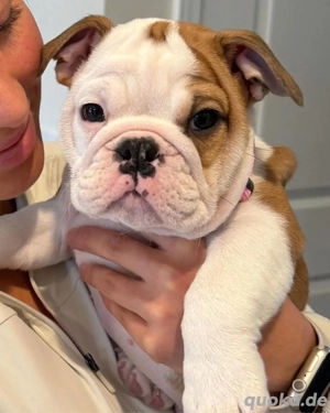  Englische Bulldoggenwelpe zur Adoption