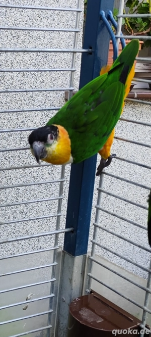Grünzügelpapagei