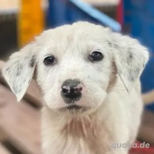 Riesling, geb. ca. 08 2025, lebt in GRIECHENLAND, auf einer privaten Pflegestelle