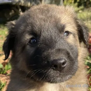 Kalani, geb. ca. 09 2025, lebt in GRIECHENLAND, auf einem Gelände, auf dem die Hunde notdürftig vers