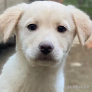 Dumbledog, geb. 10 2025, lebt in GRIECHENLAND, im städt. Tierheim Serres