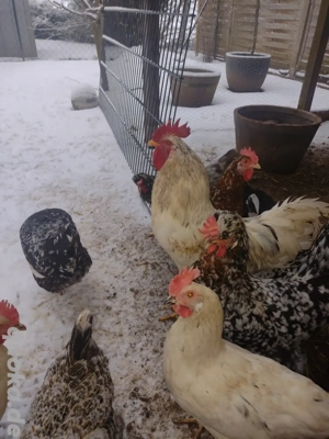 Blumenhuhn Hahn abzugeben Bild 3