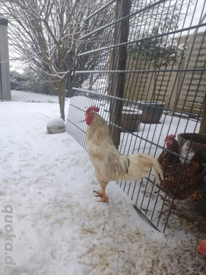 Blumenhuhn Hahn abzugeben