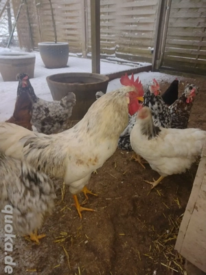 Blumenhuhn Hahn abzugeben Bild 2