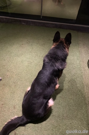 Schäferhund sucht ein herzliches Zuhause