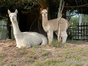 Alpakas Stuten Fohlen Wallache