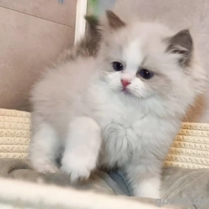 Koffeinhüte: Ragdoll-Kätzchen sucht nach einem gemütlichen Team"