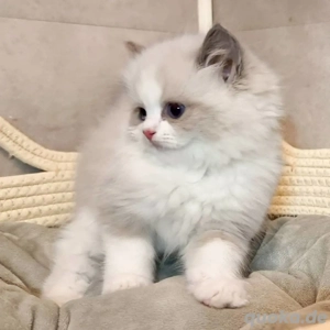   ": Cuddles: Ragdoll Kitten Seeks Snuggle Squad"