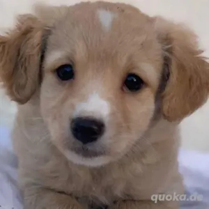  Kimolos, geb. ca. 10 2025, lebt in GRIECHENLAND, auf einer privaten Pflegestelle