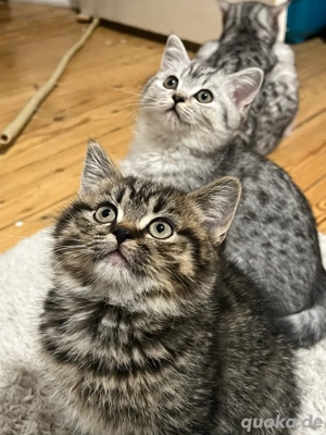Reinrassige BKH Kitten suchen ein neues Zuhause