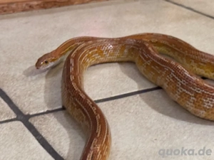 0.1 Kornattern abzugeben 