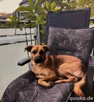 Zuckersüßer Menschenbezogener Tierschutzhund Milo