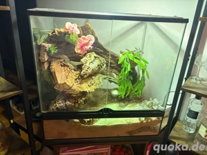 Leopardgecko inkl. Exo Terra Pro Terrarium & kompletter Ausstattung