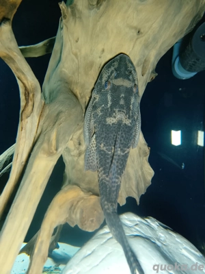 Hypostomus Plectomus zu Verkaufen 