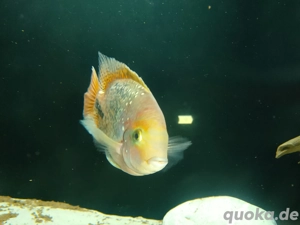 Quellzahn-Buntbarsch Weibchen abzugeben