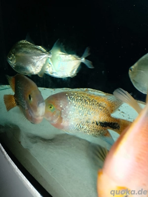 3 Metynnis argenteus Silberdollar Fische ca. 15cm