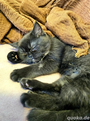 Britisch Kurzhaar und Britisch Langhaar Kitten 