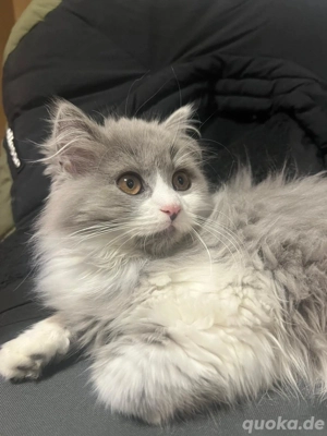 Main Coon mix 4 Monate Mädchen