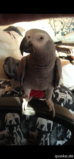 1,1 Graupapageien abzugeben