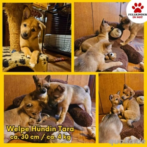 Tara süßer Welpe Mischling Hündin Junghund sucht Zuhause oder Pflegestelle