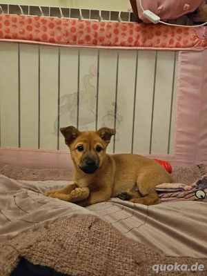 Tara süßer Welpe Mischling Hündin Junghund sucht Zuhause oder Pflegestelle