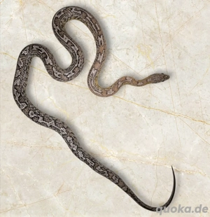 Kornnattern jung bis Adult