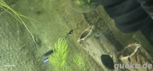 Guppy Tiger, Metallic, mixe 